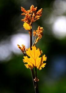 寸草燃晖,探寻生命之光的力量与意义